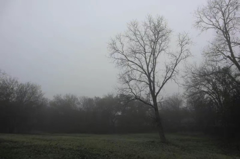 Create meme: landscape meadow, tree , thick fog 