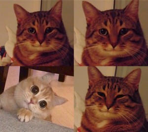 Create meme: different cats, memes with cats, meme cat