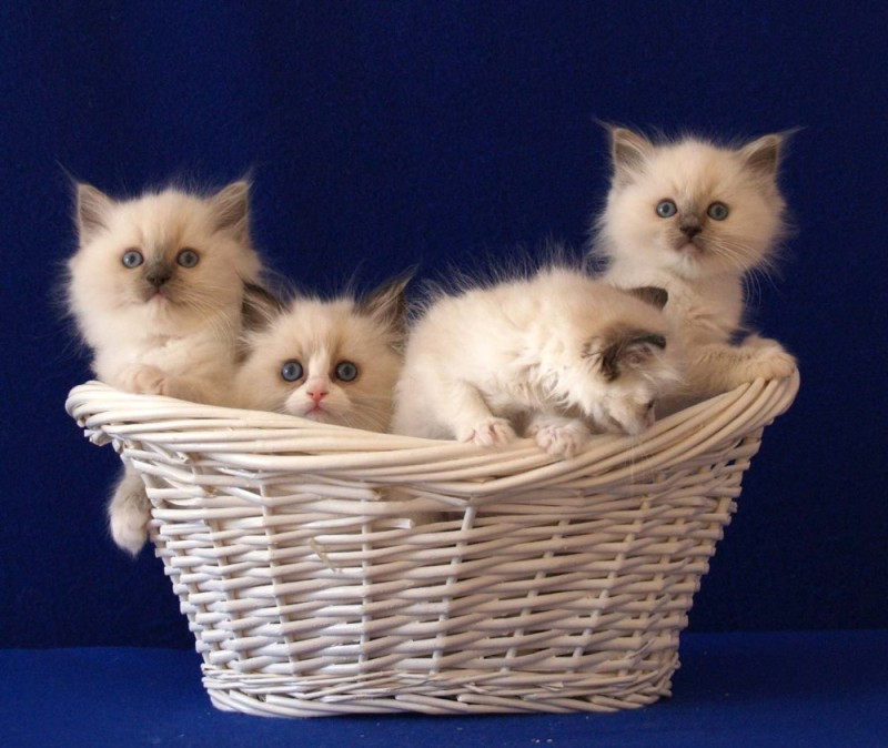 Create meme: kittens ragdoll, kitties , cat breed ragdoll