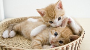 Create meme: ginger kitten, cute kitties, cute kittens