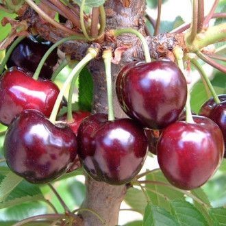 Create meme: cherry seedlings, cherry seedlings, seedlings of Vladimir cherry