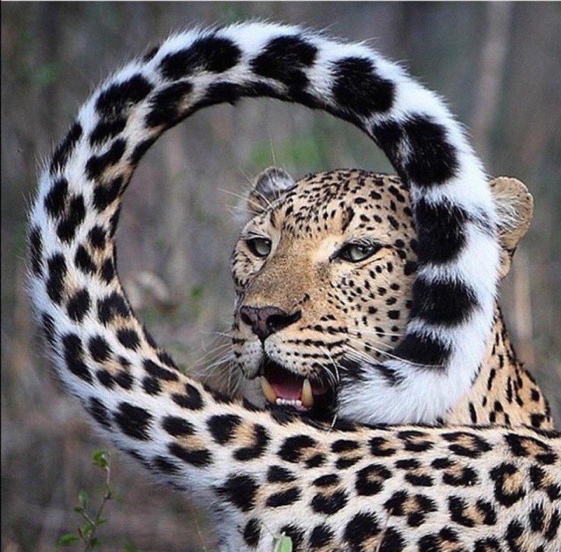 Create meme: leopard , leopard jaguar, spotted leopard