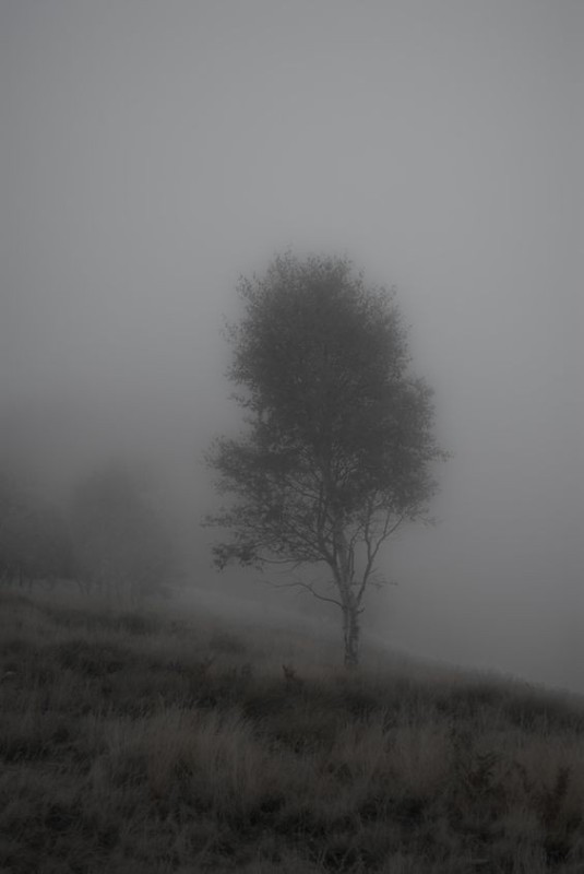 Create meme: landscape , the landscape is gloomy, landscape fog