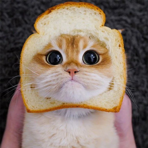 Create meme: cat in bread, cute cats in a breadbox, pisco the cat