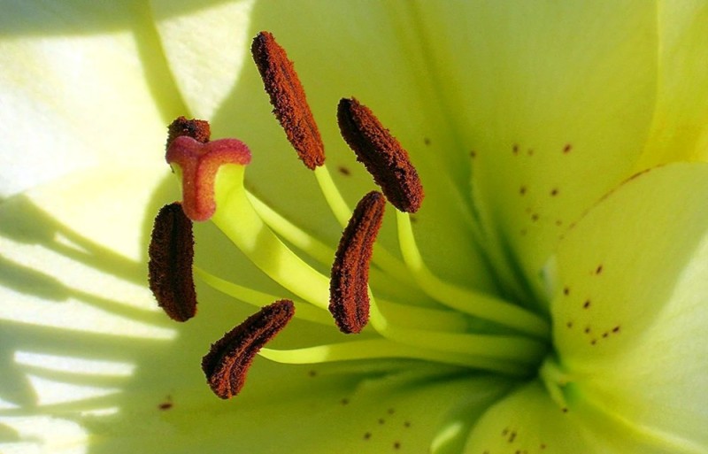 Create meme: pistil stamens, stamen, pistil and stamen of a lily