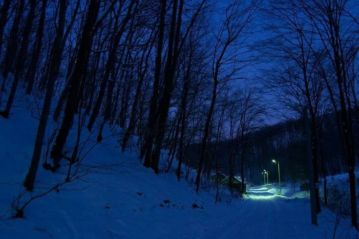 Create meme: winter forest at night, night winter forest, in the winter forest