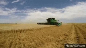 Создать мем: поле пшеницы, уборочная страда, комбайн в поле