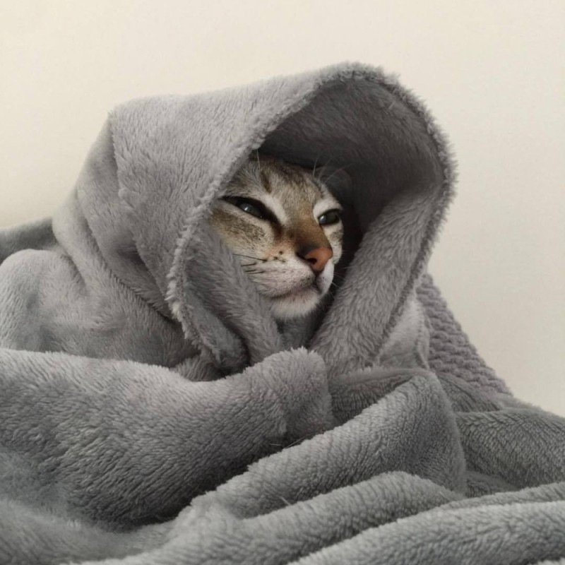 Создать мем: котенок в одеяле, кот в одеяле, котик в пледе