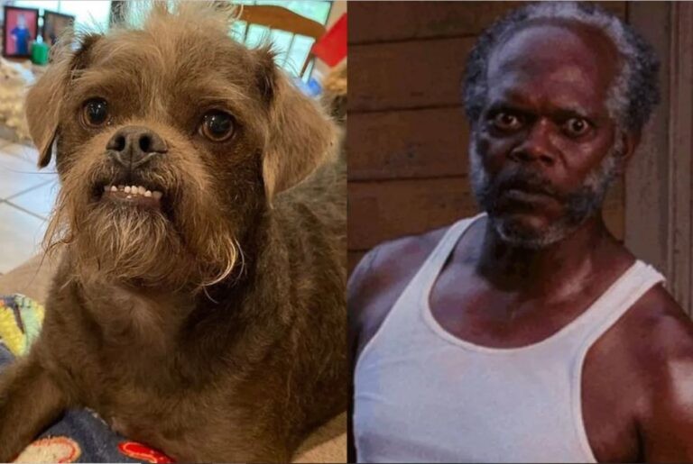 Create meme: Samuel El Jackson 2022, Samuel El Jackson, a dog with a human face