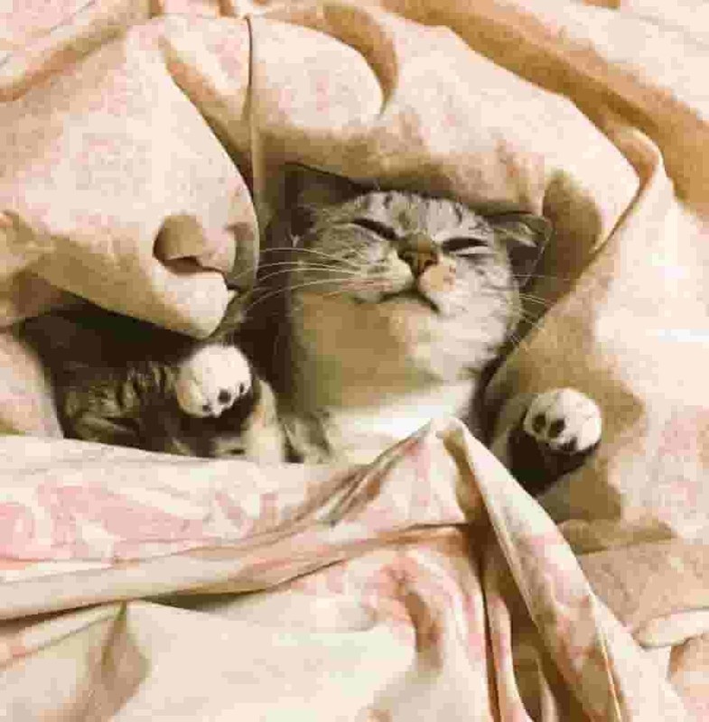 Create meme: bed cat , Under the blankets, cat under a blanket