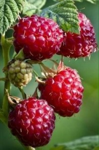 Create meme: raspberry, raspberry Bush