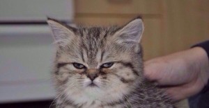 Create meme: animals cute, cat, tired cat meme
