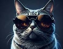 Create meme: cat background, cat in sunglasses, cool cats