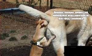 Собака постоянно лижет хвост