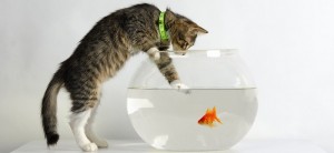 Создать мем: котенок и аквариум, котенок с рыбкой, кот и аквариум