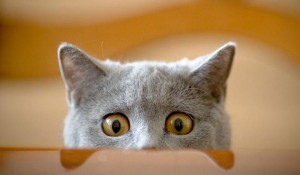 Create meme: cat, cat funny, the surprised cat