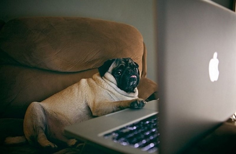 Create meme: pug , the dog at the computer, pug at the computer