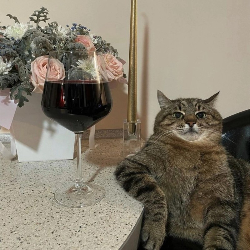 Create meme: cat , cat with wine, cat with wine