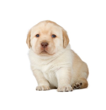 Create meme: labrador retriever puppy, Labrador Retriever , labrador retriever fawn