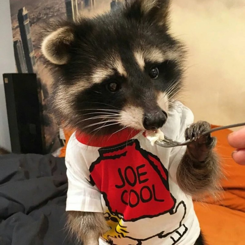 Create meme: raccoon , enotik , red raccoon polosun