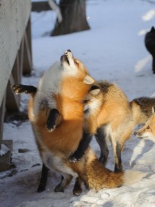 Create meme: Fox like, Fox battle, fox is sick