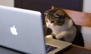 Create meme: cat meme, cat, cat for laptop