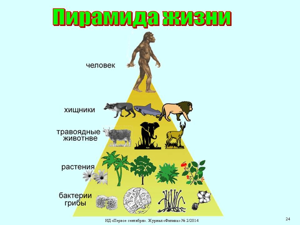 Лестница жизни презентация по биологии 9 класс