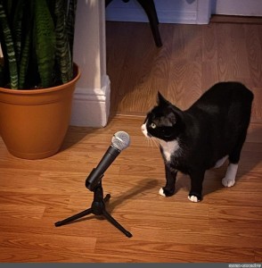 Создать мем: кошка, кот с микрофоном, кот