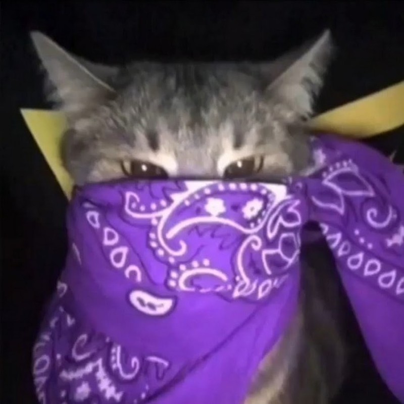 Create meme: cat , cat crips, cats in bandanas