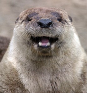 Create meme: otter