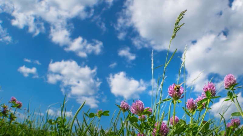 Create meme: meadow flower, the clover field, clover is a plant