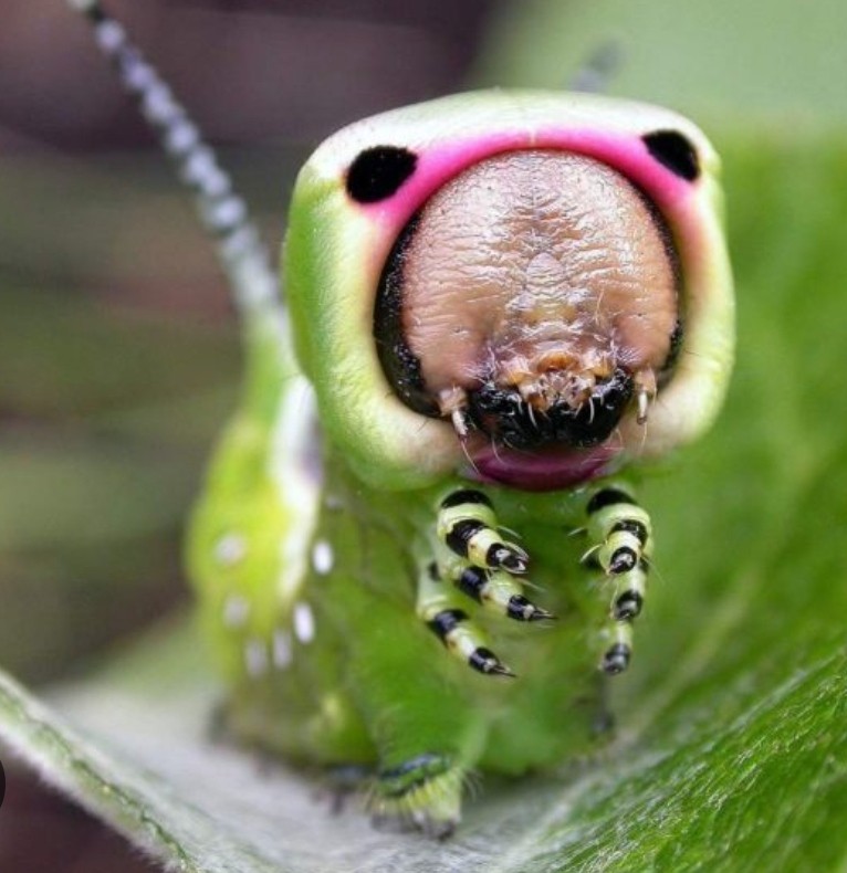 Create meme: caterpillar cerura vinula, The harpy caterpillar, the strangest insects