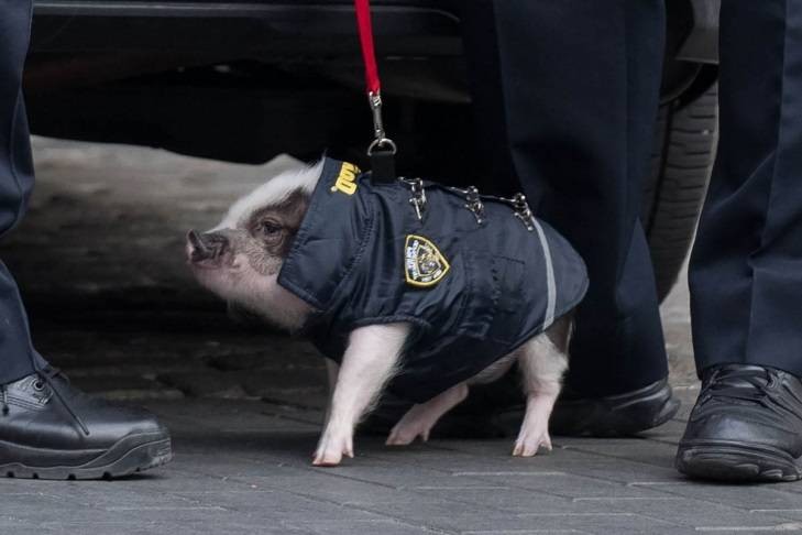 Create meme: pig police, pig cop, a pig in a police uniform