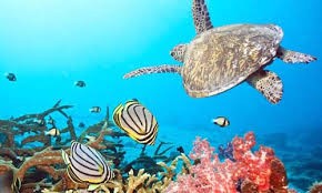 Создать мем: подводный мир, морская черепашка, sea turtle