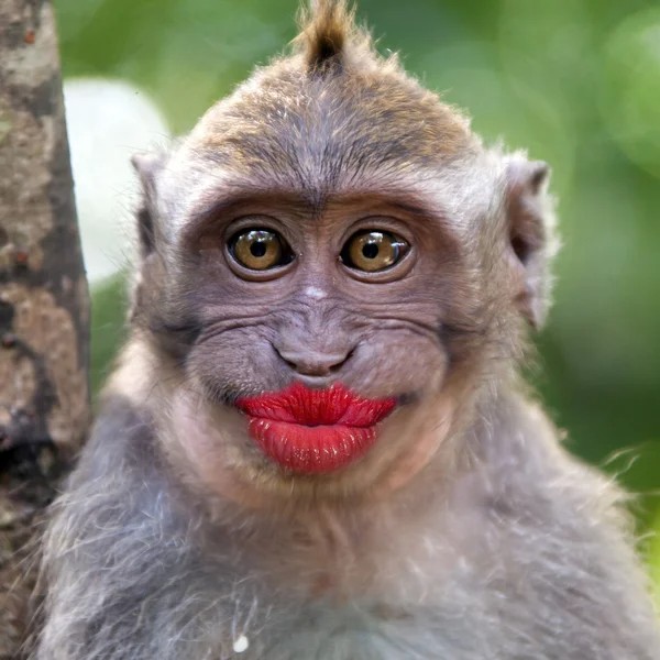 Создать мем: макака, губы обезьяны, обезьяна с помадой