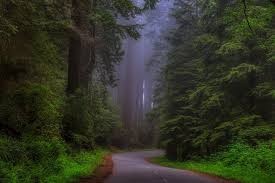 Create meme: forest nature, Redwood national Park, road forest