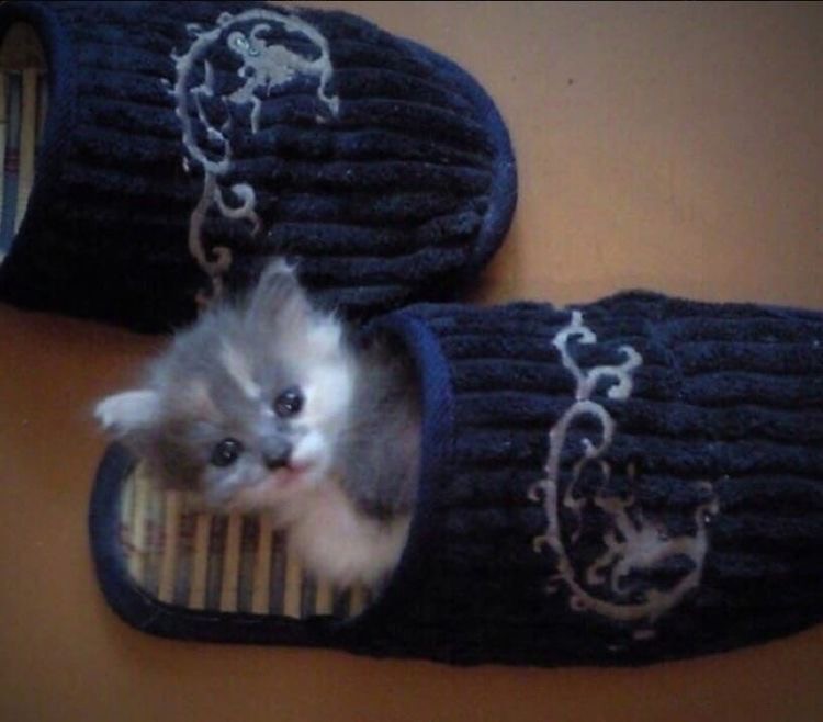 Create meme: mittens with kittens, zverovarezhki cats, zverovarezhki with seals