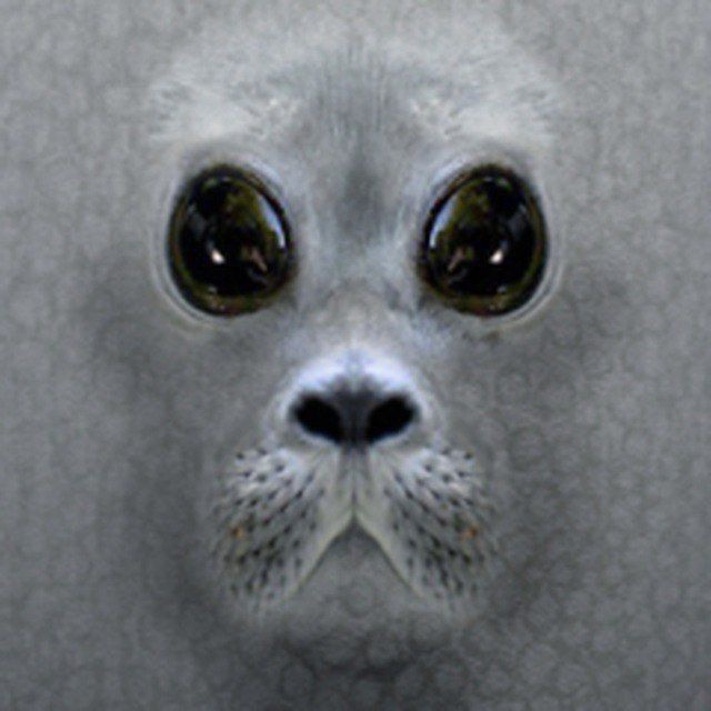 Create meme: baby seal, the little seal , seal 