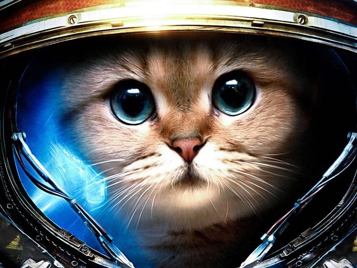 Create meme: cat astronaut , cat in a spacesuit, cats astronauts