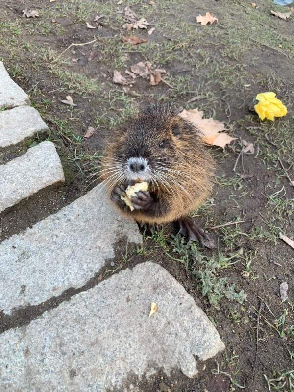 Create meme: nutria, nutria is an animal, nutria swamp beaver