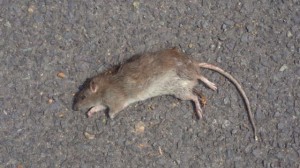 Create meme: a dead rat, dead mouse, rat grey