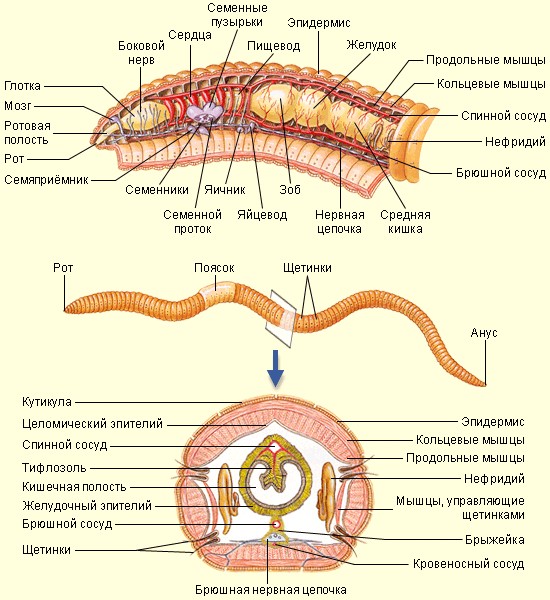 Create meme: the internal structure of annelid worms, the internal structure of the earthworm, the structure of annelids