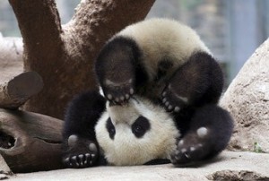 Create meme: animals, animals yoga, funny Panda