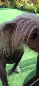 Create meme: crested dog, Chinese crested, Chinese crested dog