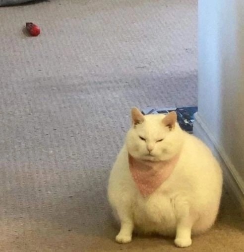 Создать мем: кот жирный, толстый кот, жирные коты