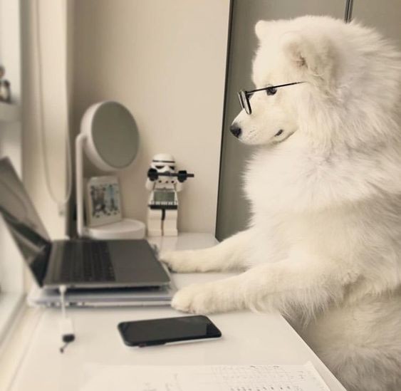 Create meme: dog Samoyed, the dog at the computer, samoyed
