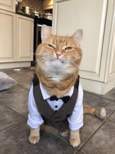 Create meme: cat , cat wearing a tie, cat funny 