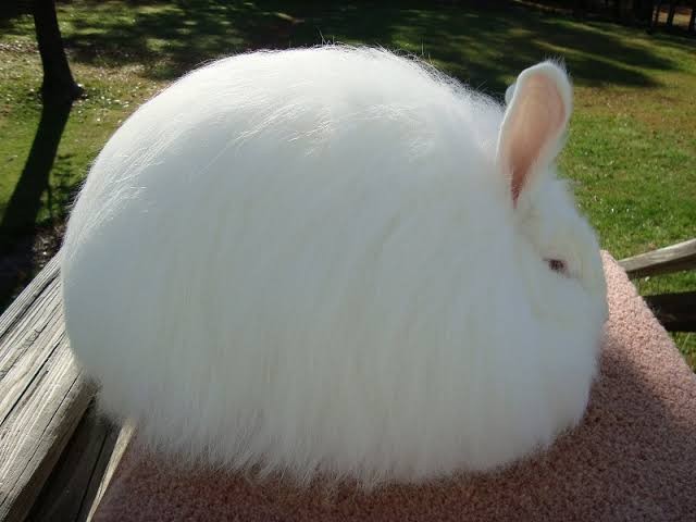 Create meme: Angora rabbit, Angora breed of rabbits, angora down rabbit