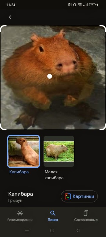 Create meme: capybara meme, a pet capybara, the largest rodent is the capybara