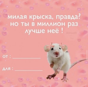 Create meme: funny Valentines, funny hamsters